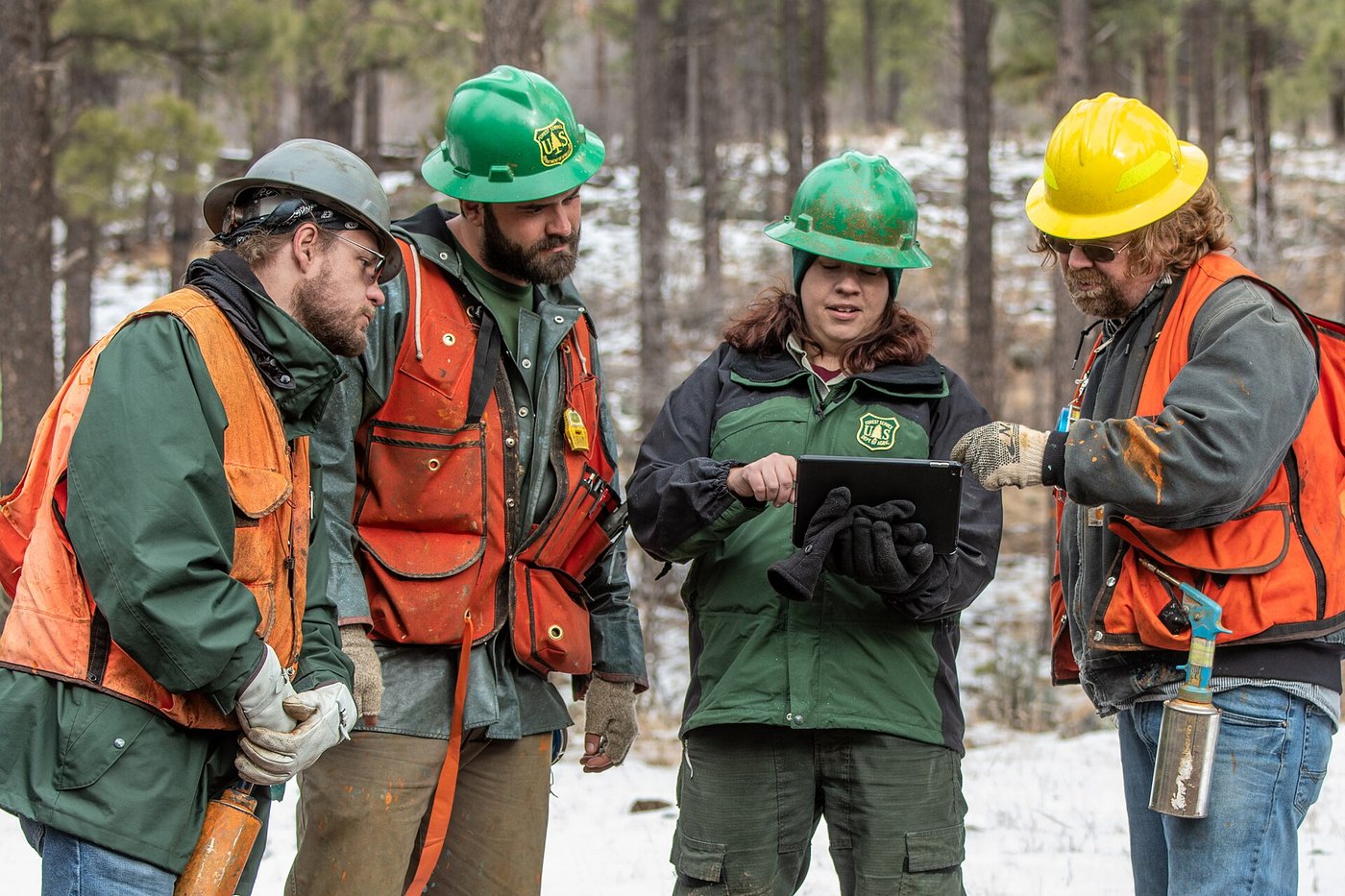 A timber sale crew on a tree measuring and marking job