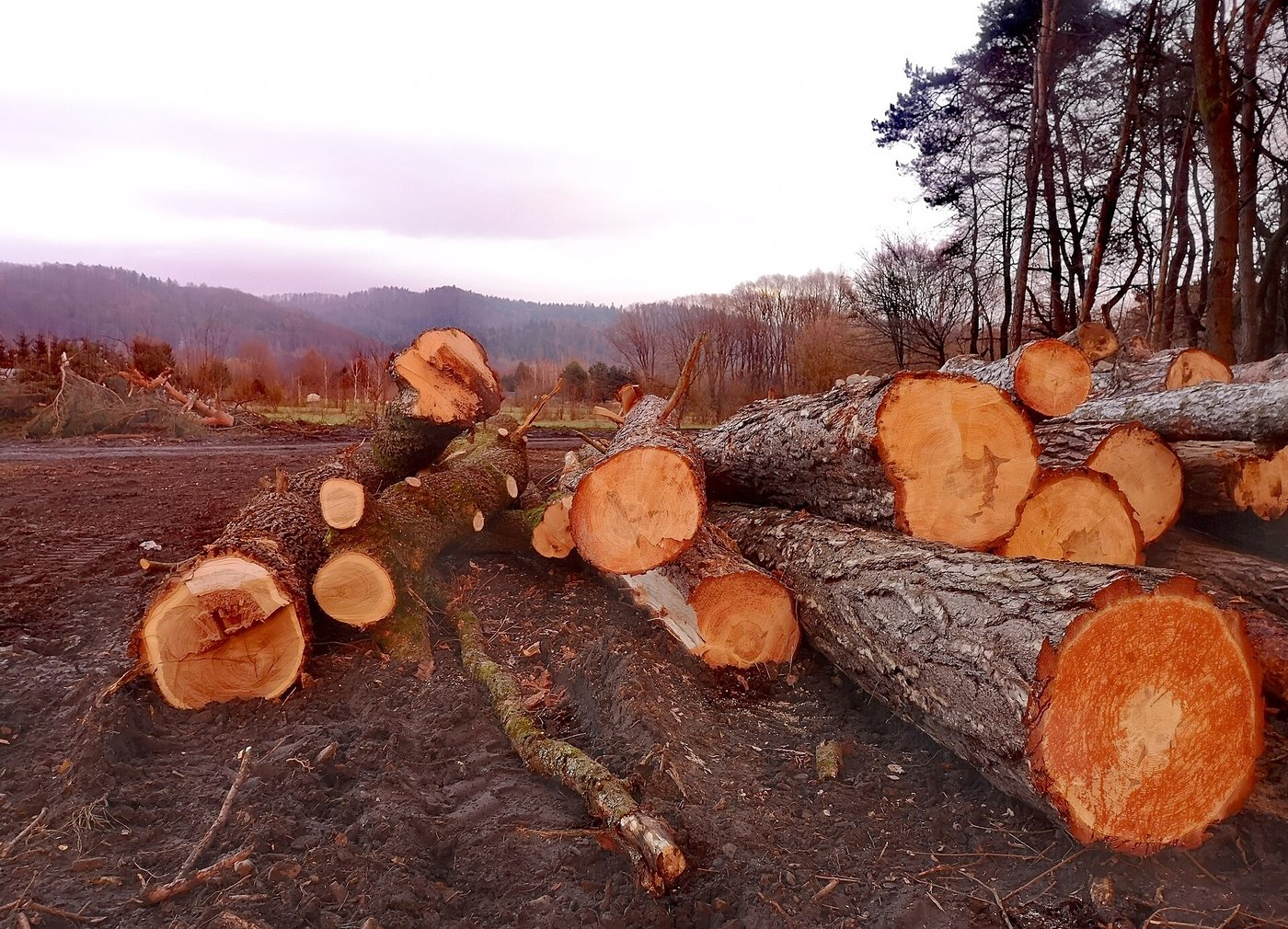 A deck of stacked logs seen end-on