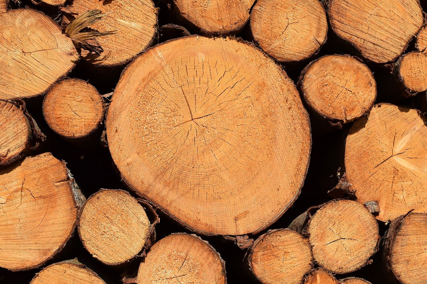 A cut tree trunk showing annual growth rings