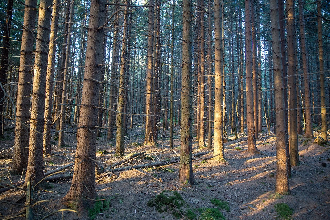 A spruce plantation in evening light