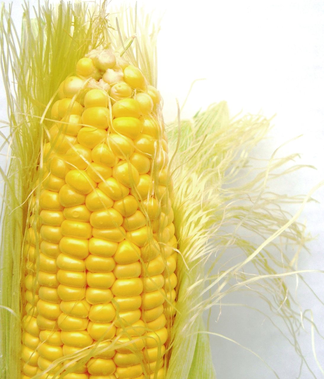 Corn (maize) — Grain