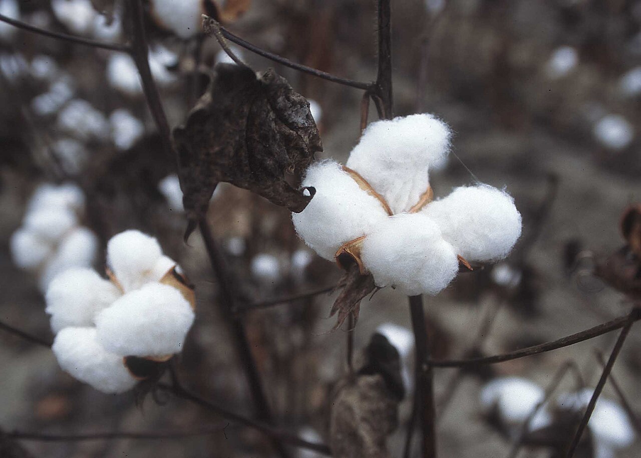 Cotton — Soft commodity