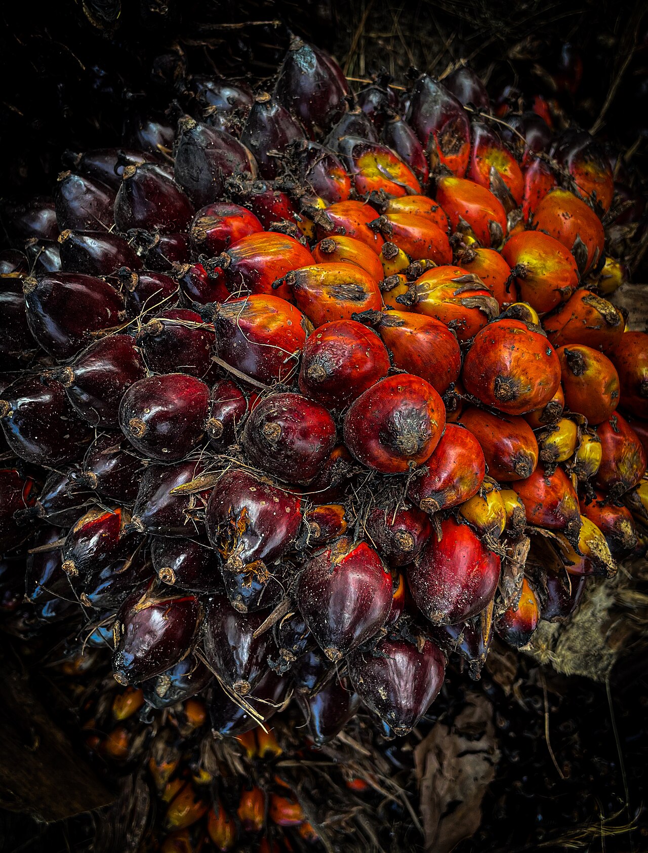 Oil palm fruit — Soft commodity