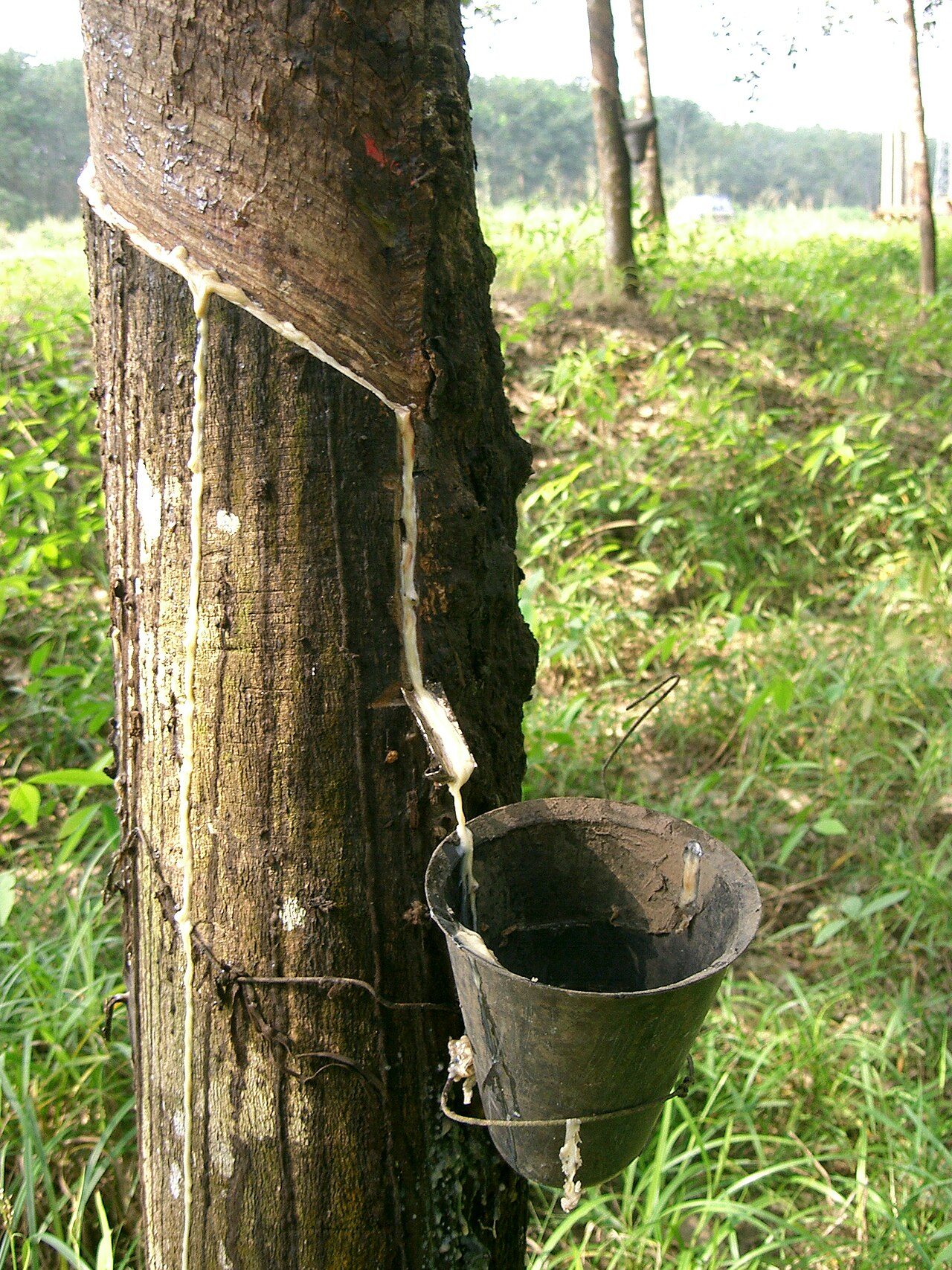 Natural rubber — Soft commodity