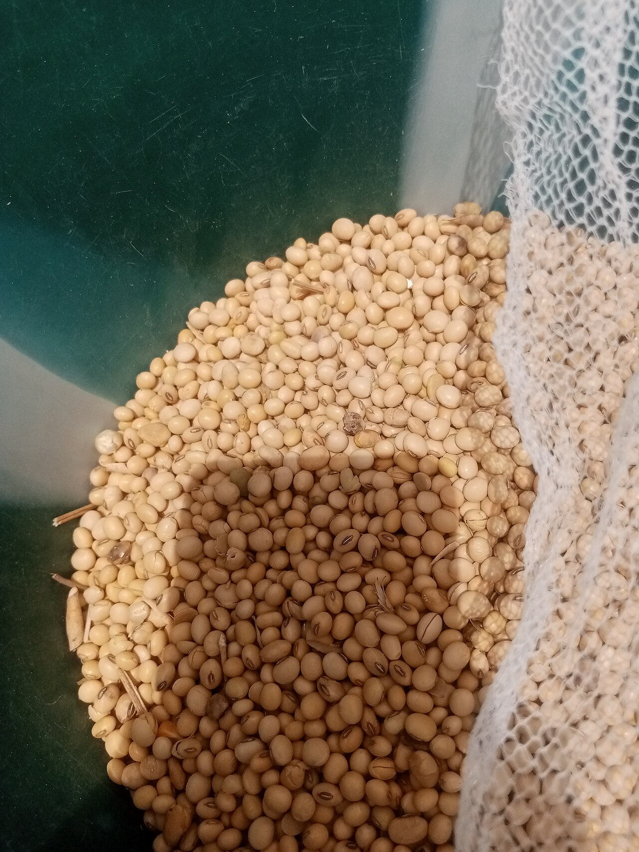 Soybeans — Oilseed