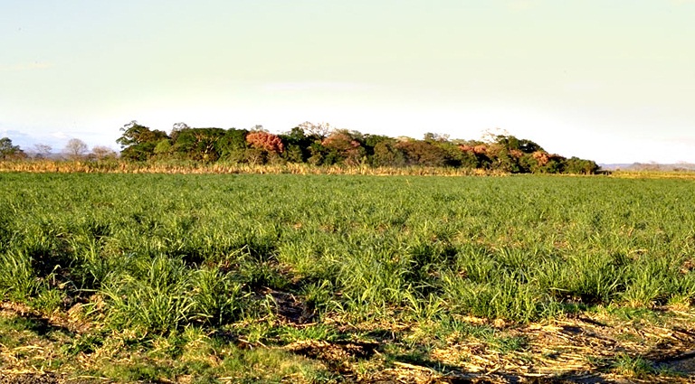 Sugar cane — Soft commodity