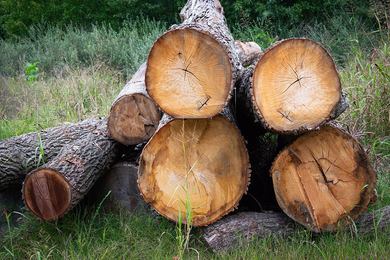 Timber (softwood logs) — Forest product