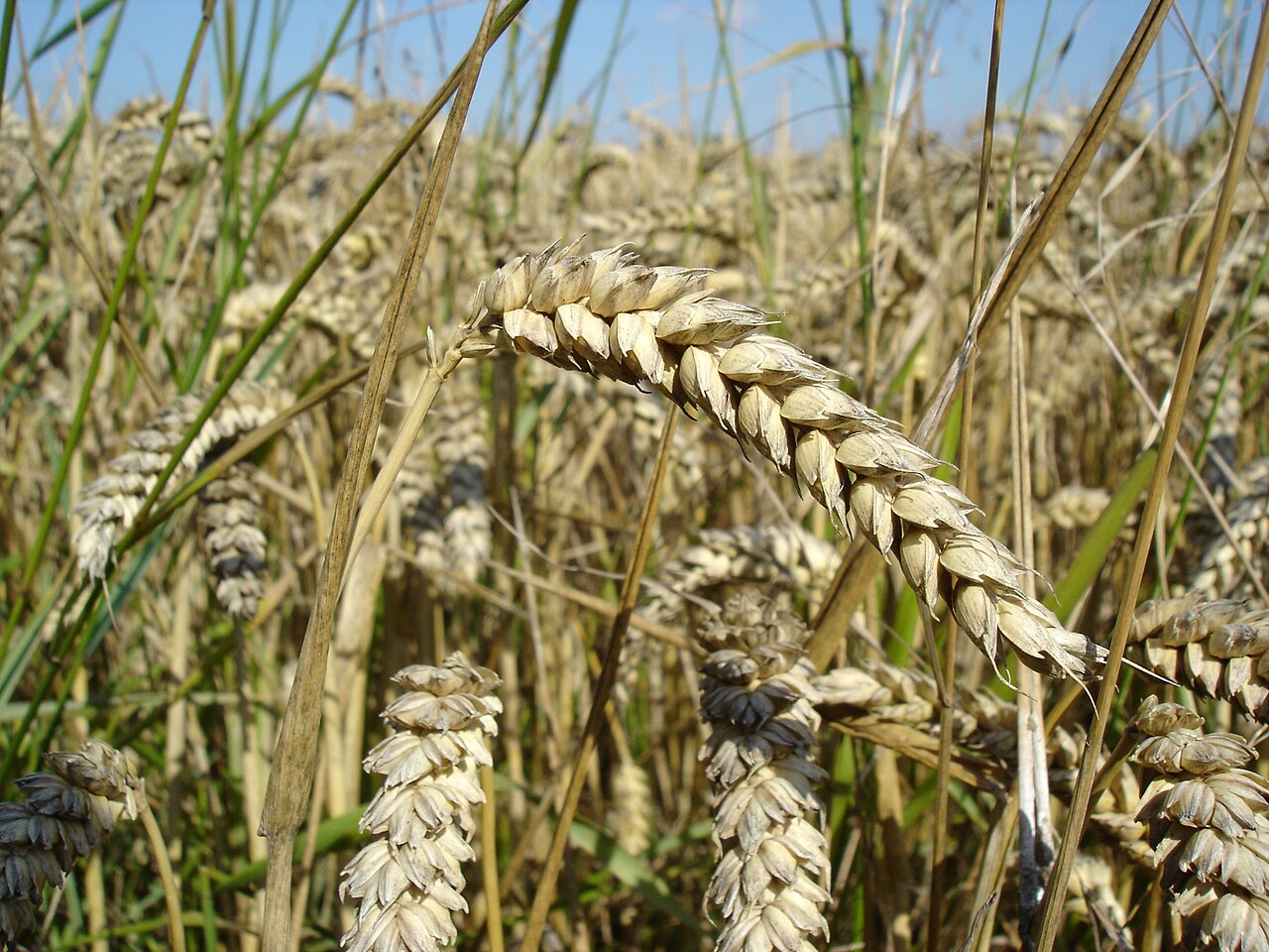 Wheat — Grain