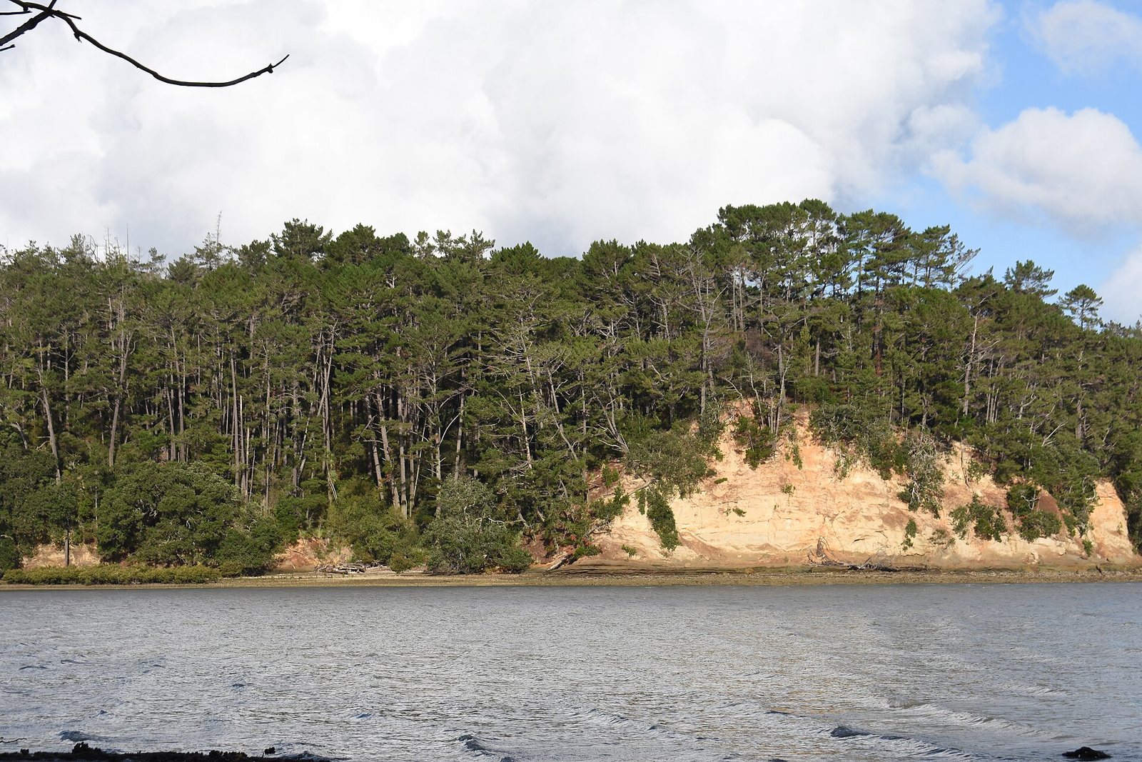 Radiata Pine