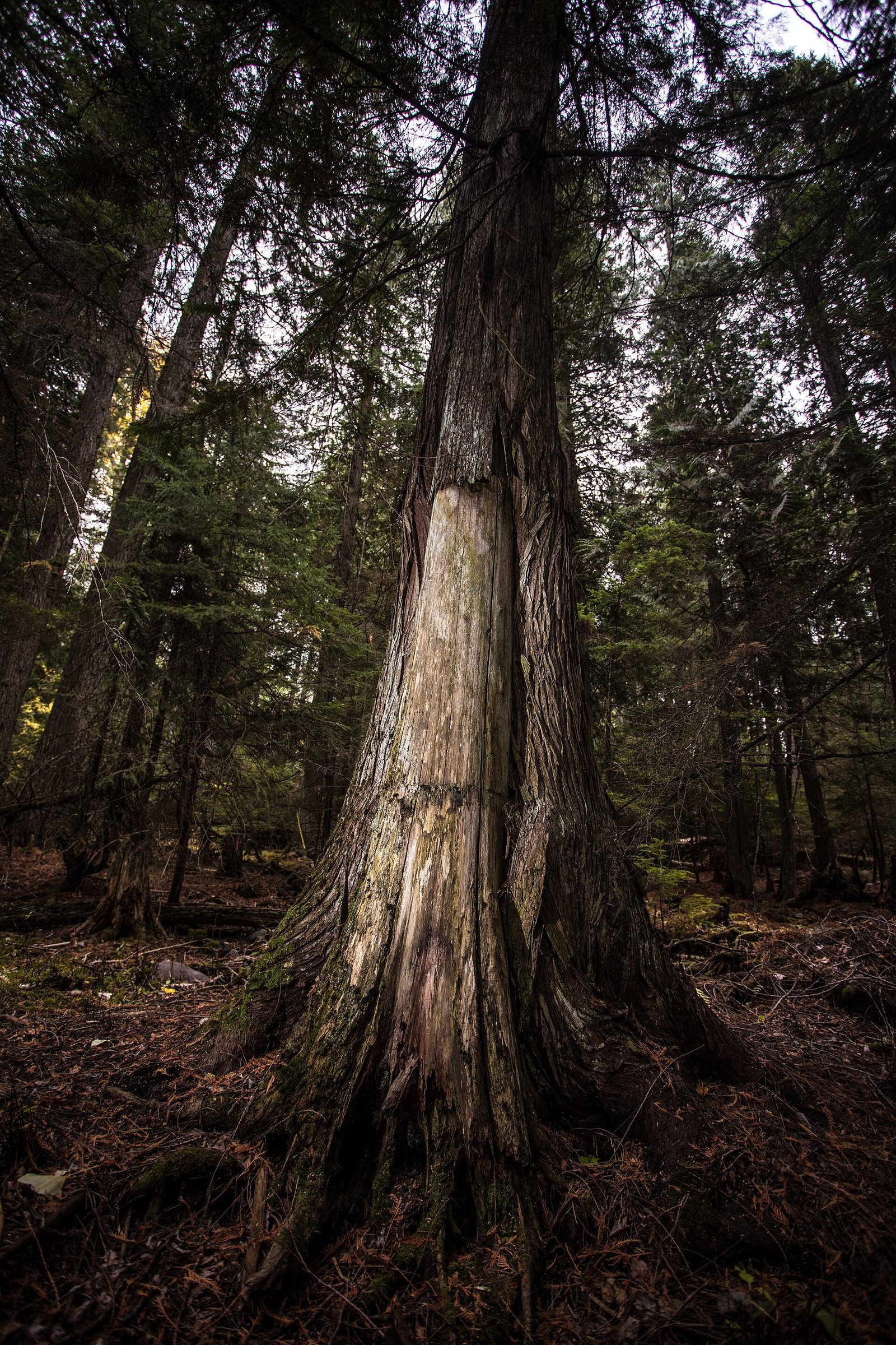 Western Red Cedar