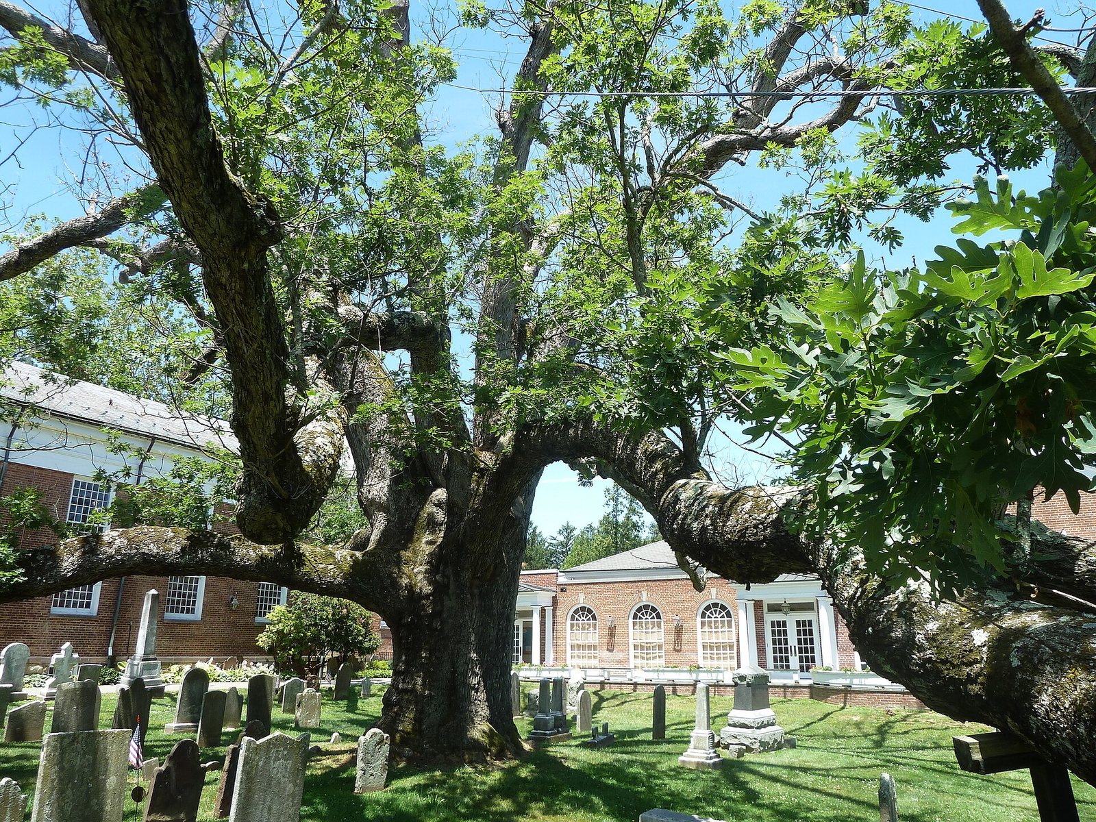 A mature white oak in full leaf, its limbs spreading wide