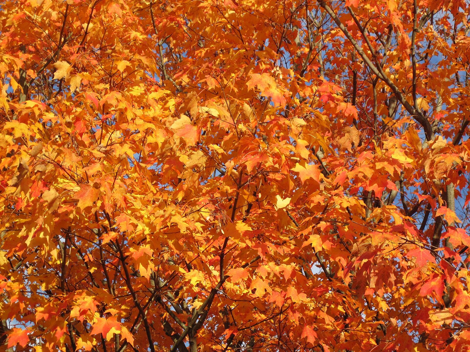 Hard Maple