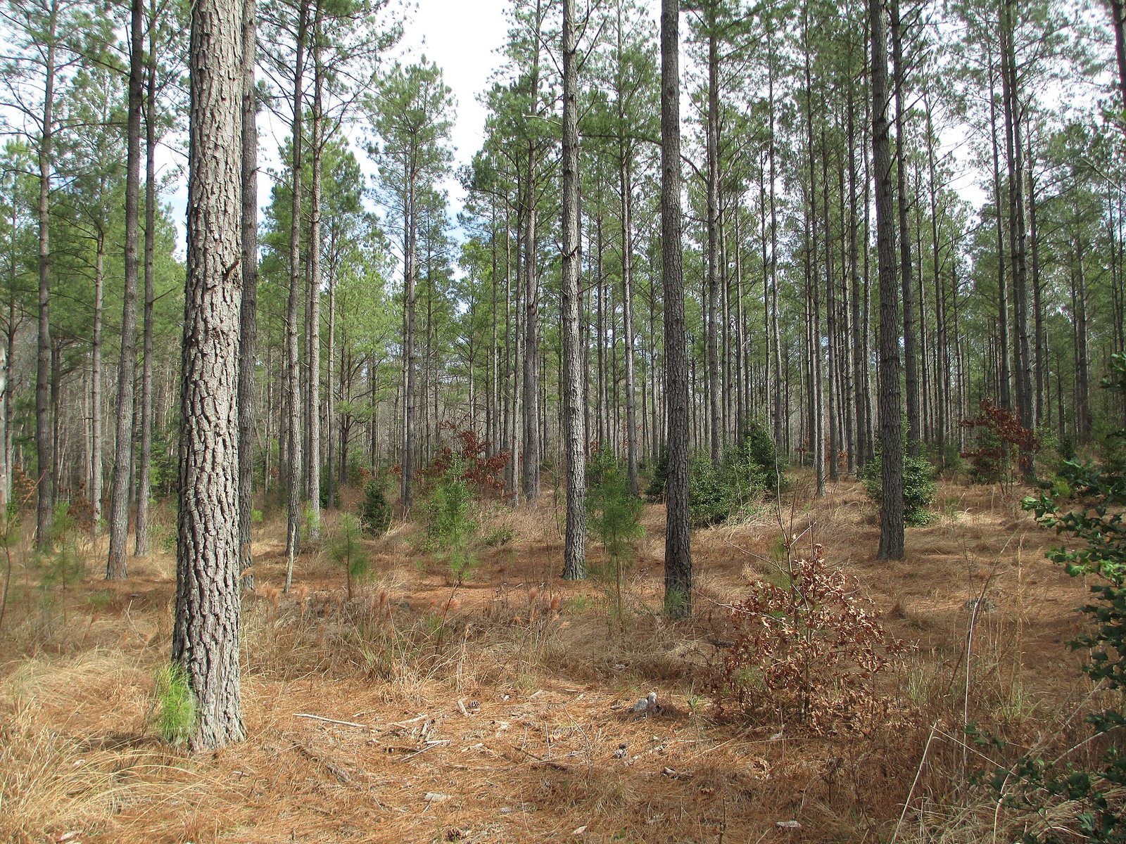 Southern Yellow Pine