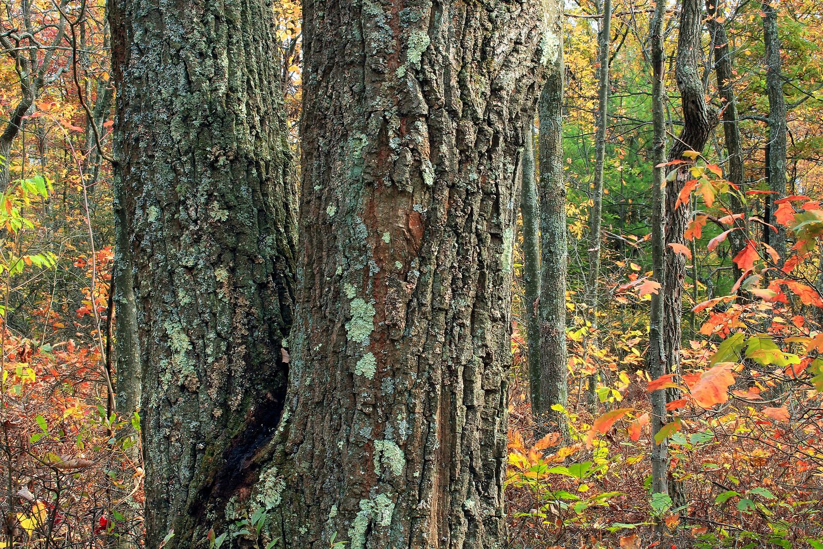 Red Oak