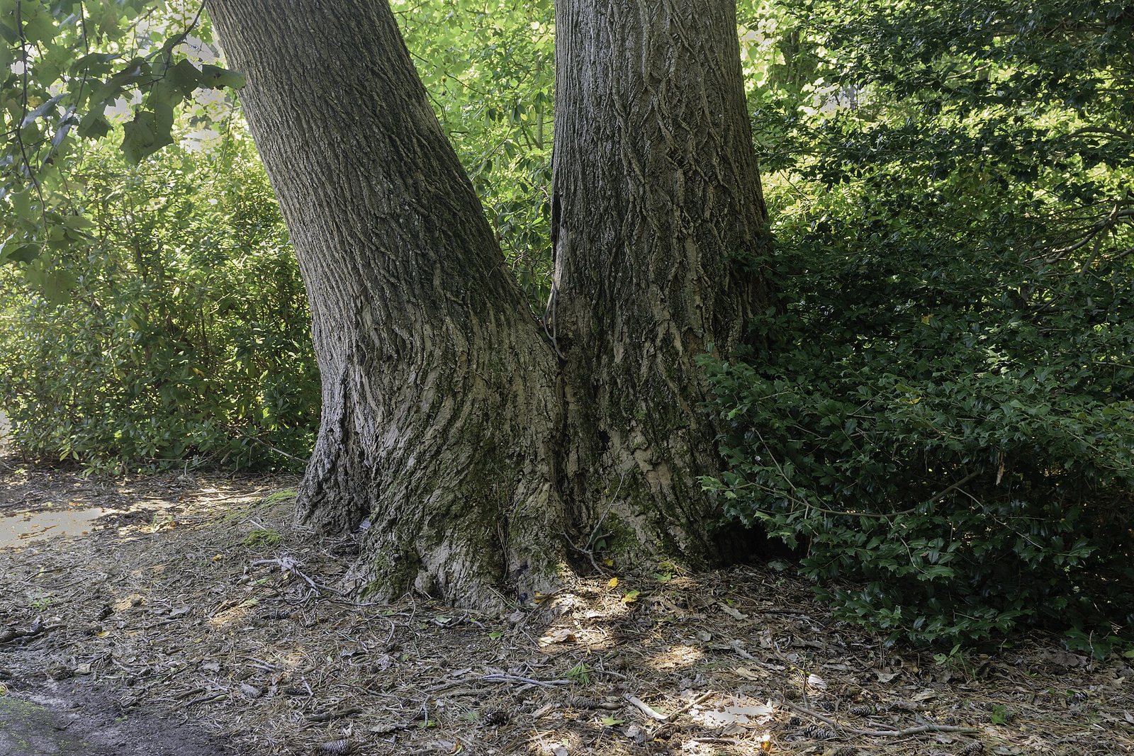 Yellow Poplar