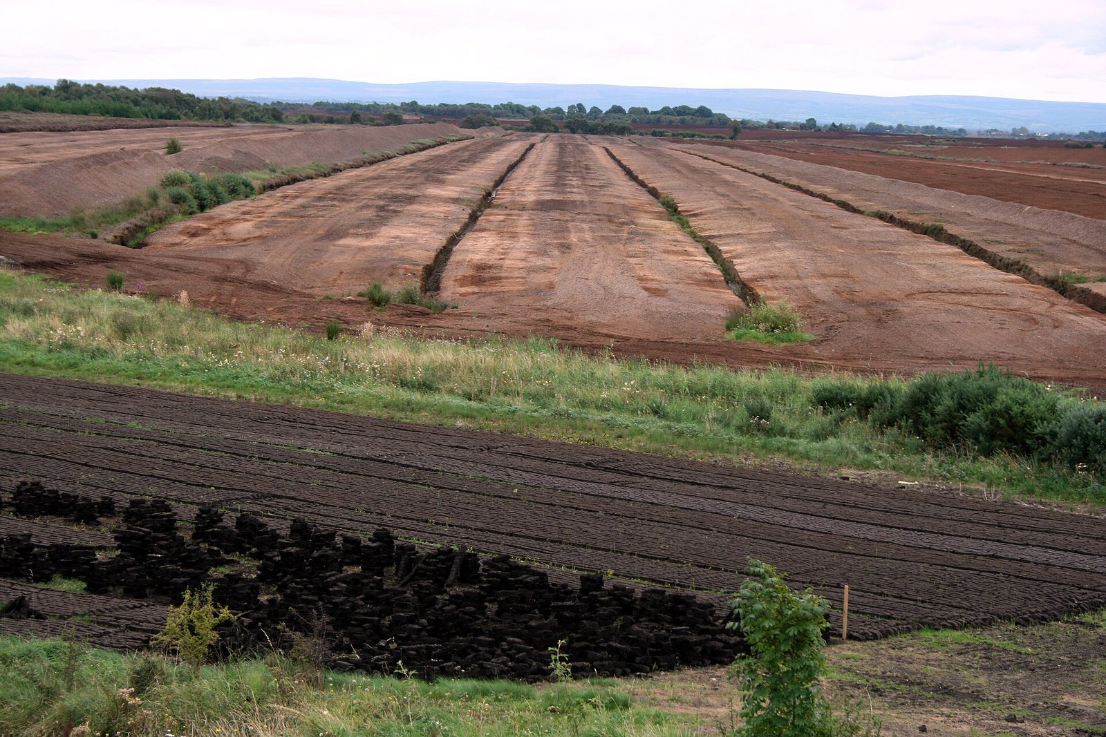 Peat