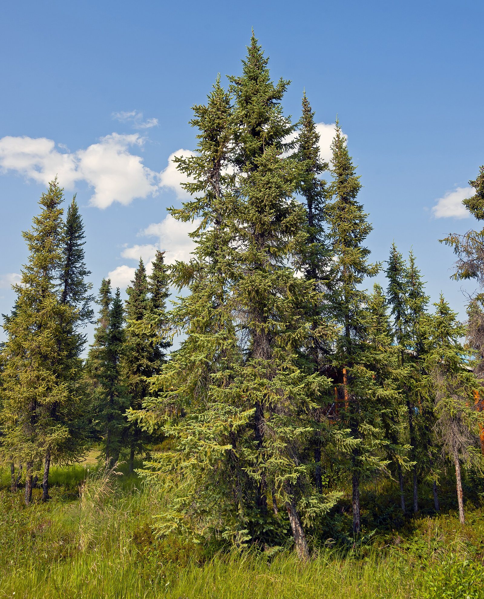 A stand of black spruce in the Canadian boreal forest
