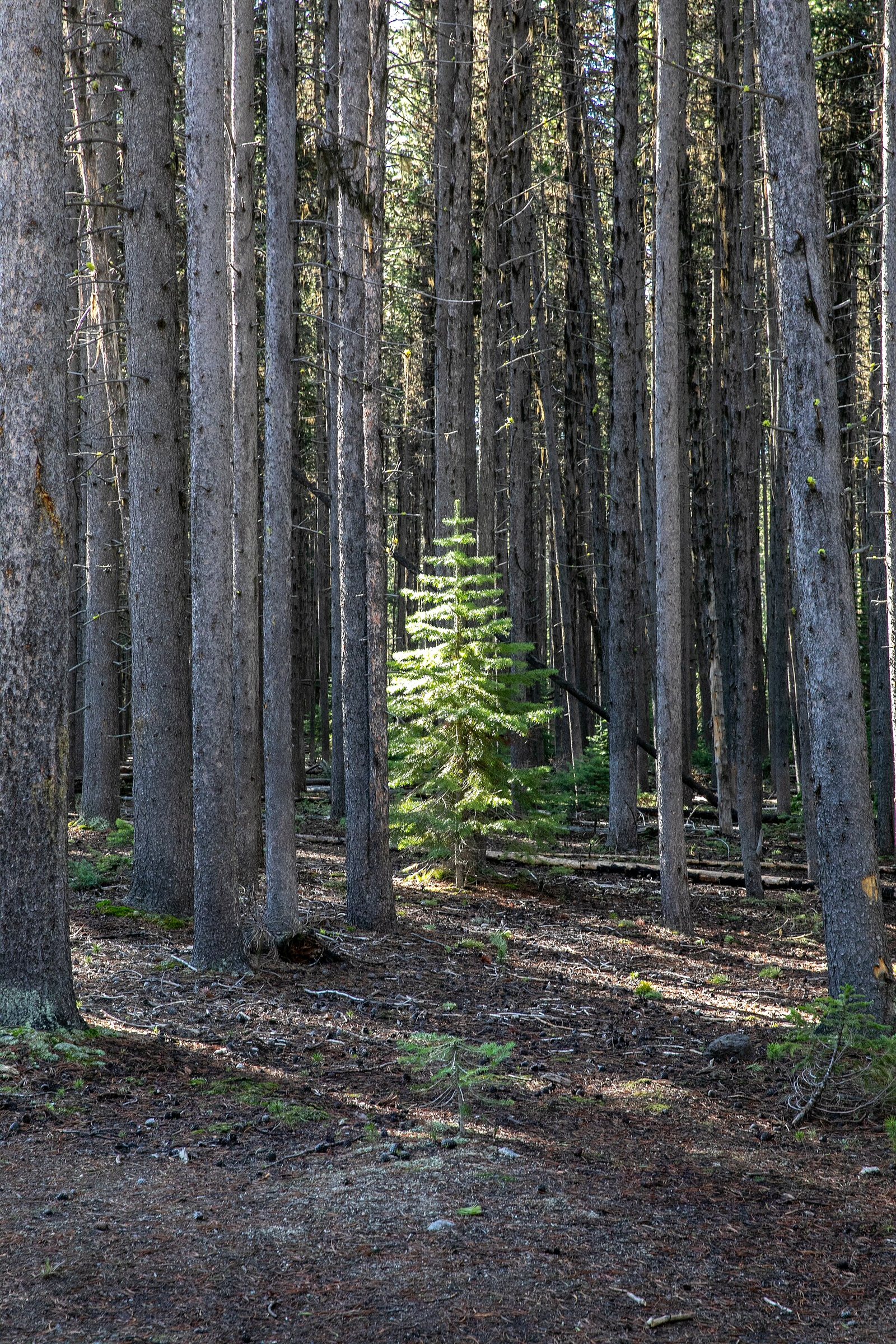 Standing Timber