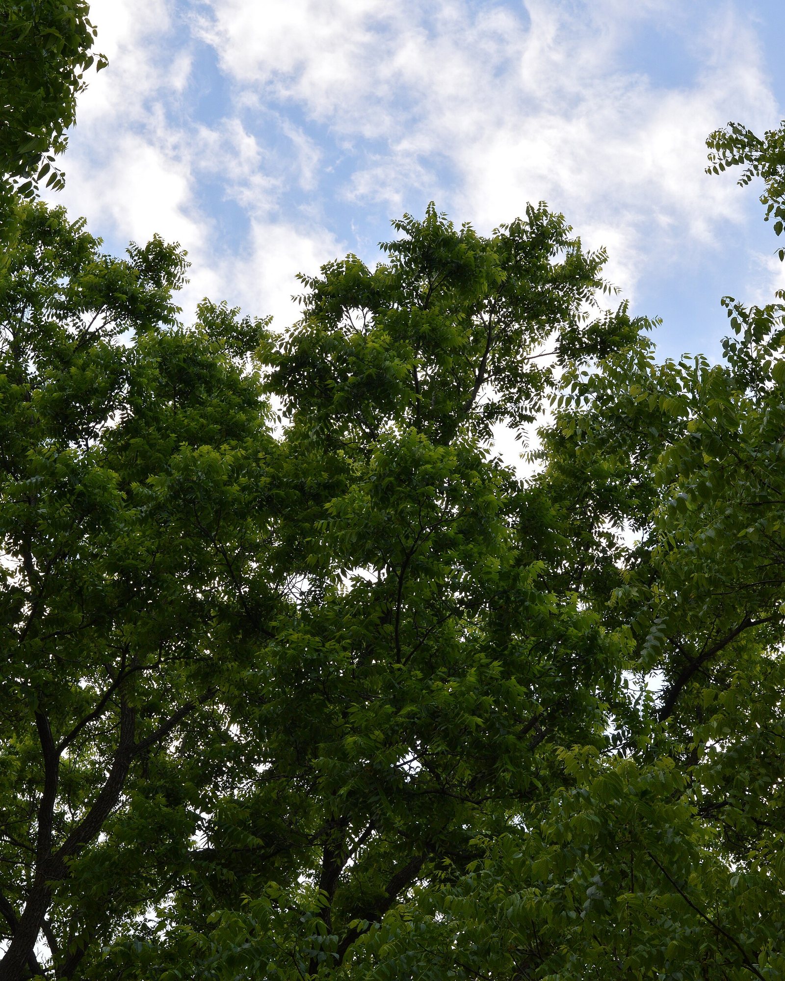 Black Walnut