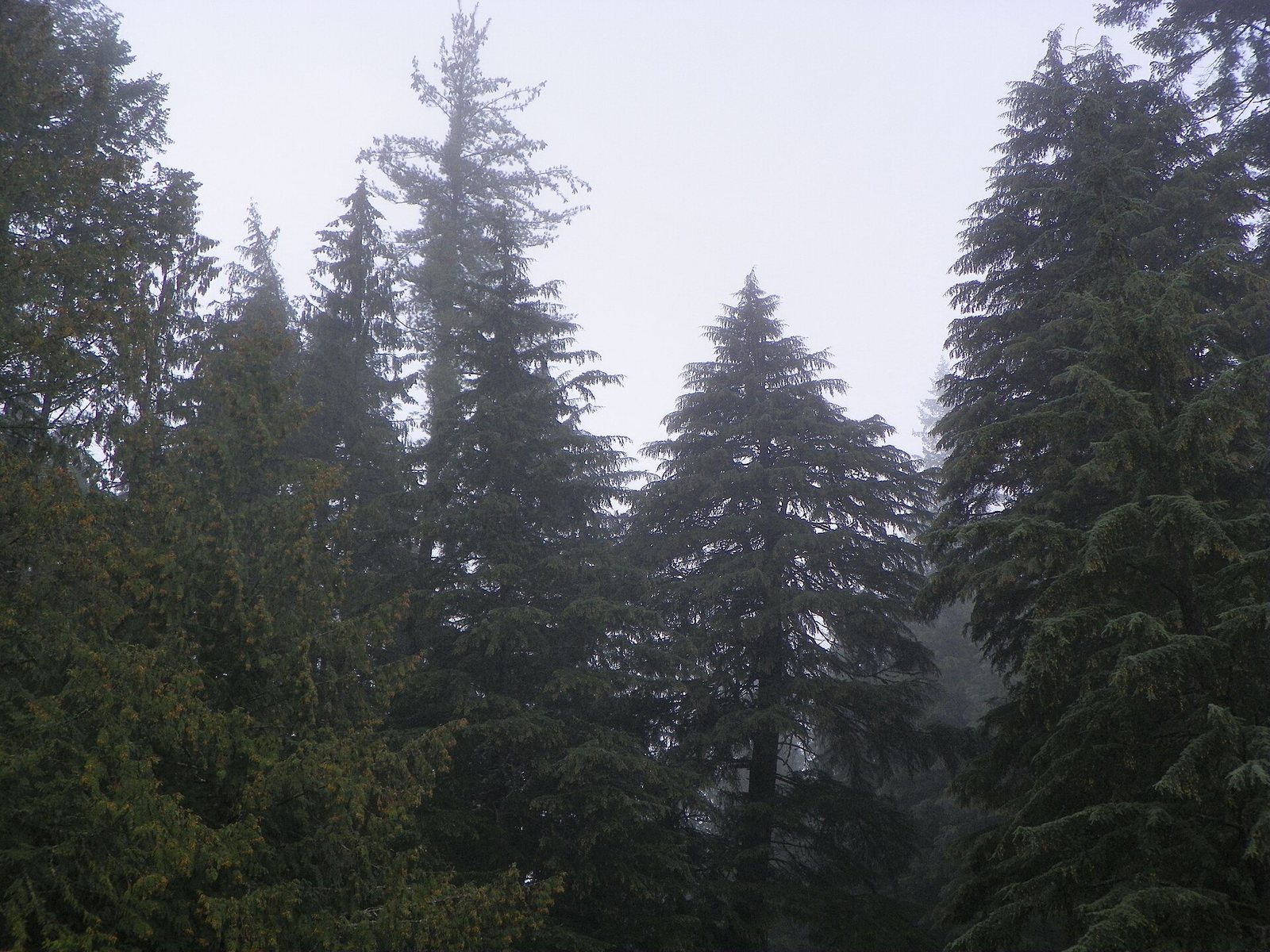Hem-Fir