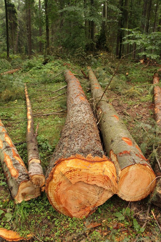 Douglas Fir
