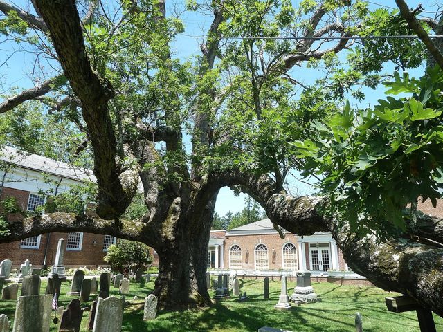 A mature white oak in full leaf, its limbs spreading wide