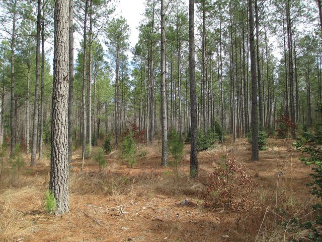 Southern Yellow Pine
