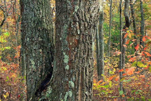 Red Oak