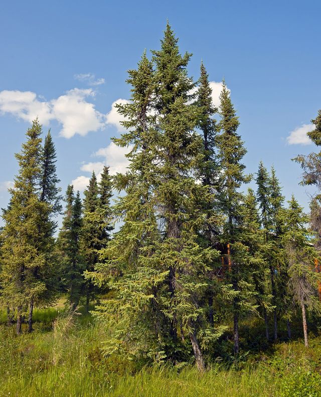 A stand of black spruce in the Canadian boreal forest