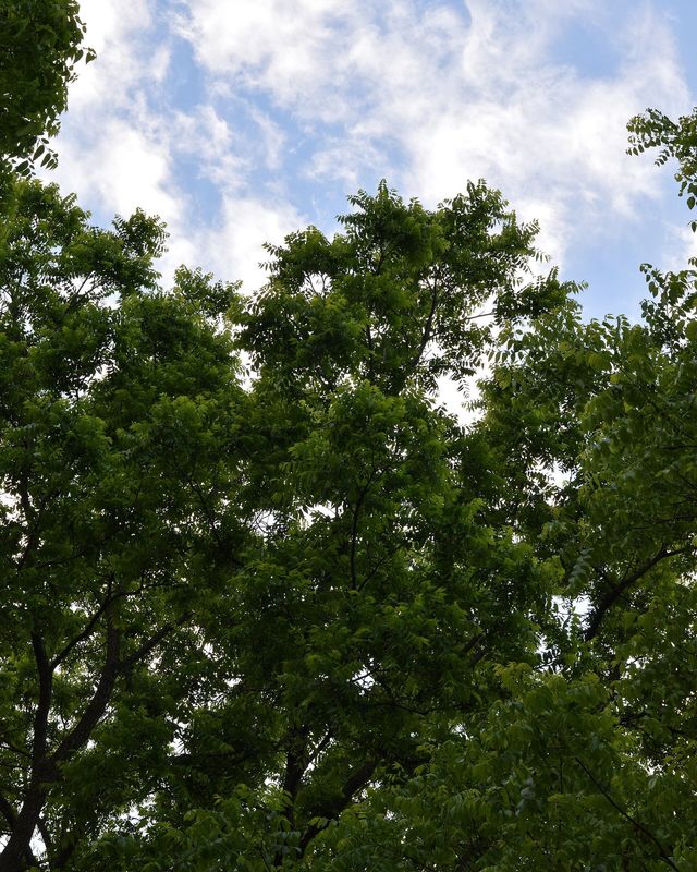 Black Walnut
