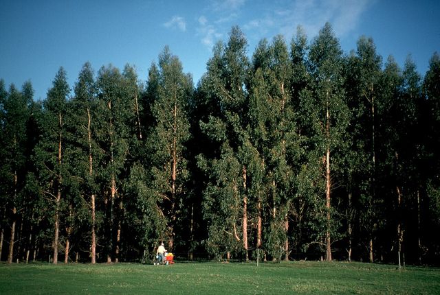 Eucalyptus